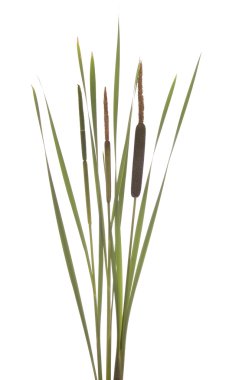 Cattails clipart