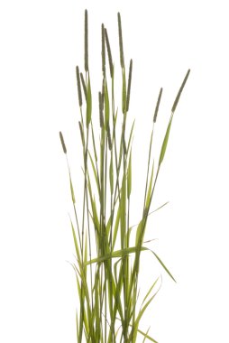Grass clipart