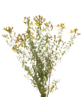 St. John's Wort clipart