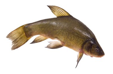Tench clipart
