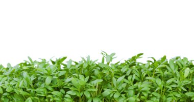 Fresh green cress clipart