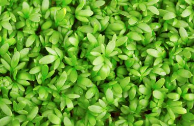 Fresh green cress close-up clipart