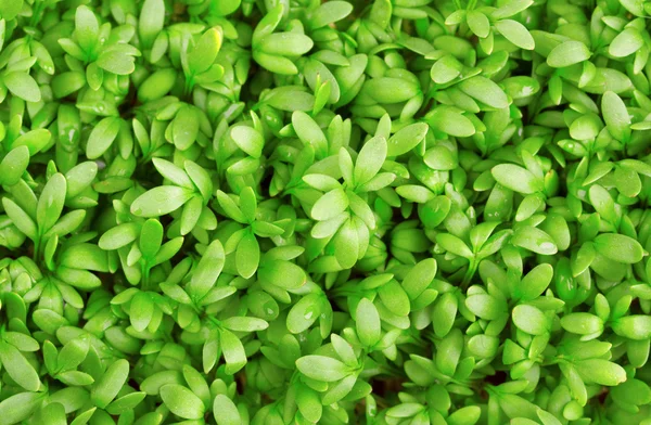Primo piano di crescione verde fresco — Foto Stock