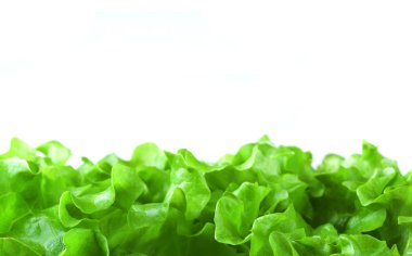 Fresh lettuce clipart
