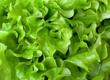 Fresh lettuce close-up clipart