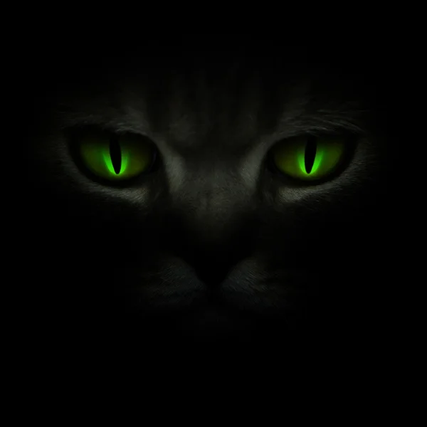 Ojos de gato brillando en la oscuridad — Foto de Stock