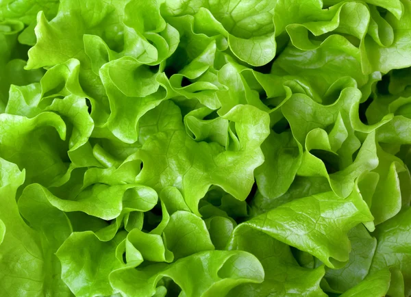 Свежий салат крупным планом — стоковое фото