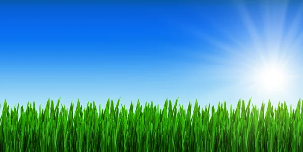 Весна трава и голубое небо — стоковое фото