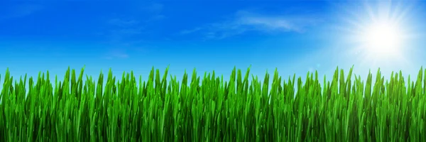 Herbe printanière et ciel bleu panorama — Photo