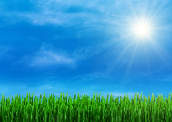 Весна трава и голубое небо — стоковое фото