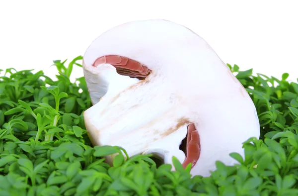 Cogumelo metade em agrião verde — Fotografia de Stock