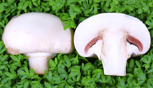 Cogumelo metade em agrião verde fresco — Fotografia de Stock