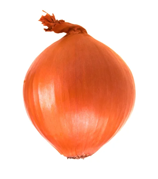 Onion bulb — Stock Photo, Image