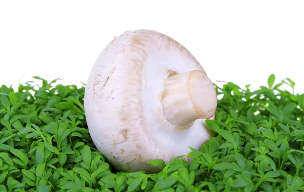 Mushroom on fresh green cress — Stock Photo, Image