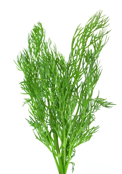 Fresh green dill — Stock Photo, Image