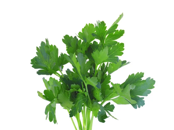 Fresh green parsley — Stock Photo, Image