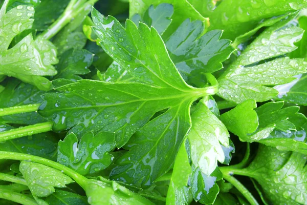 Salsa verde fresca close-up — Fotografia de Stock