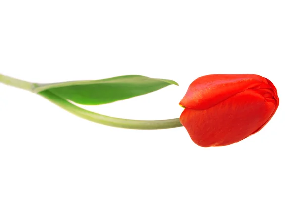 Czerwony tulipan — Zdjęcie stockowe