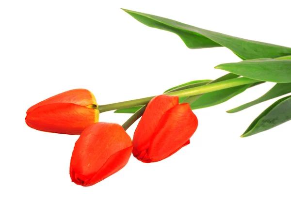Three red tulips — Stock Photo, Image