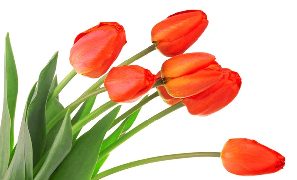 stock image Red tulips