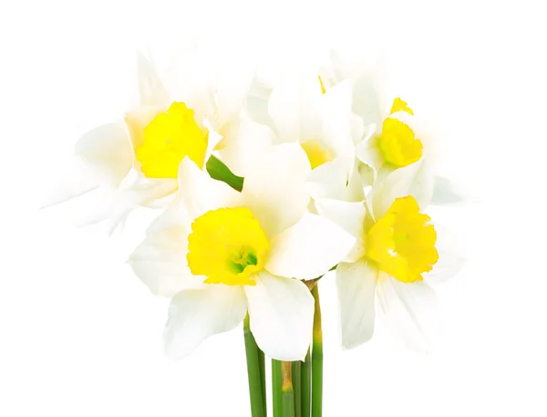 White narcissus — Stock Photo, Image