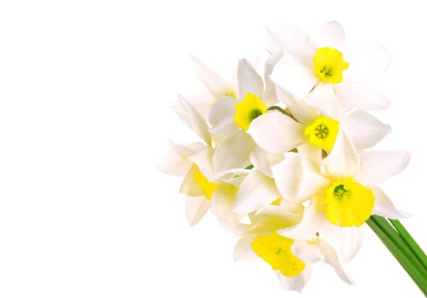 stock image White narcissus