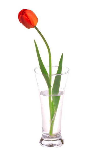 stock image Red tulip