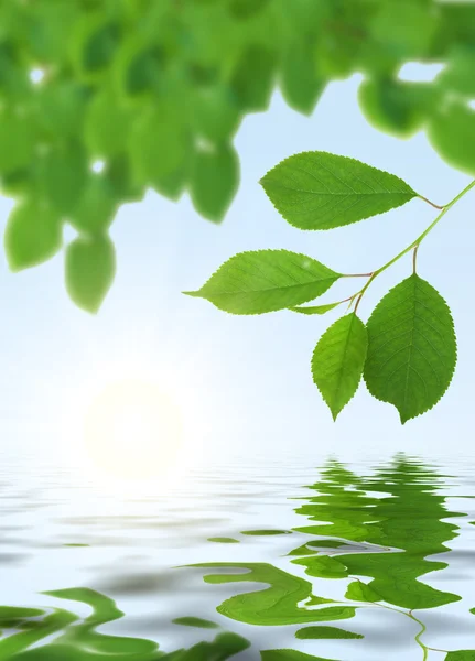 新鮮な緑色の葉を水の上 — ストック写真