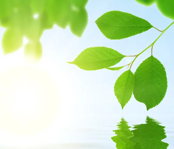 Свежие зеленые листья над водой — стоковое фото
