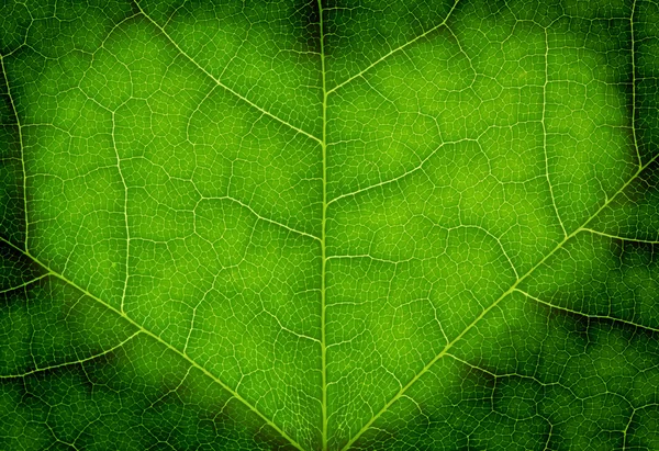 Heart shape on a green leaf texture — Stock Photo, Image