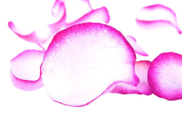 Rosa pétalas de rosa com gotas de água — Fotografia de Stock