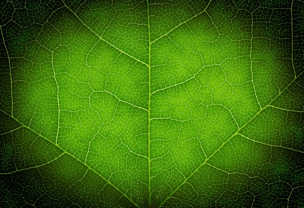 Forma do coração em uma textura de folha verde — Fotografia de Stock