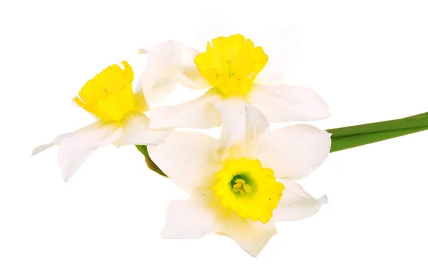 Three white narcissus — Stock Photo, Image