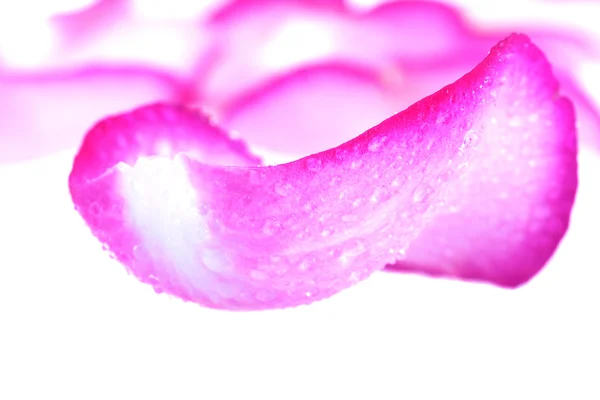 Rosa pétalos de rosa con gotas de agua — Foto de Stock