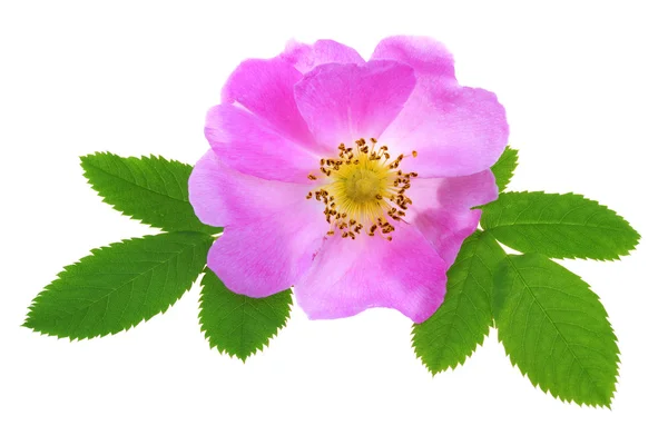 Rosa silvestre —  Fotos de Stock