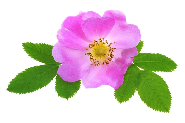 stock image Wild rose