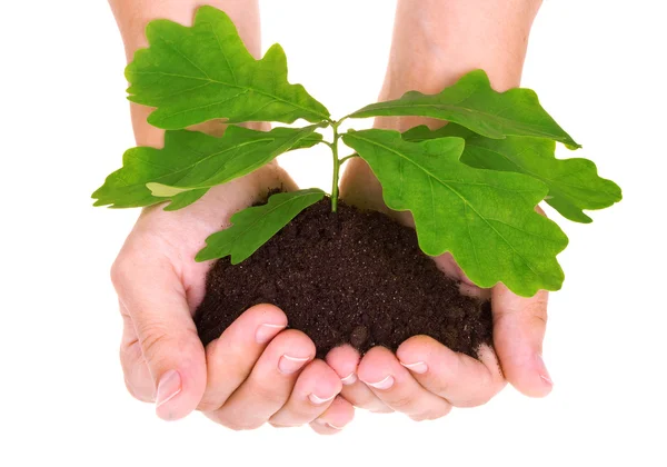 Concept of a young oak tree in woman hands — Stock Photo, Image