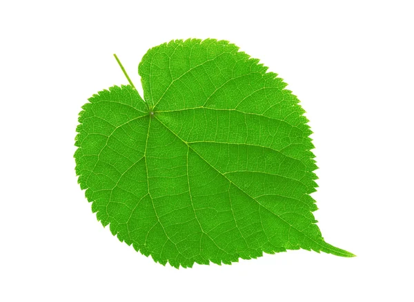 Green linden leaf — Stock Photo, Image