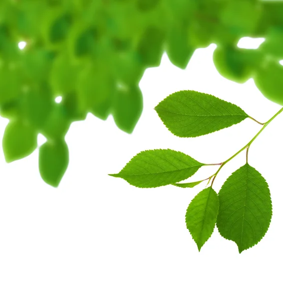 Świeże zielone liście — Zdjęcie stockowe