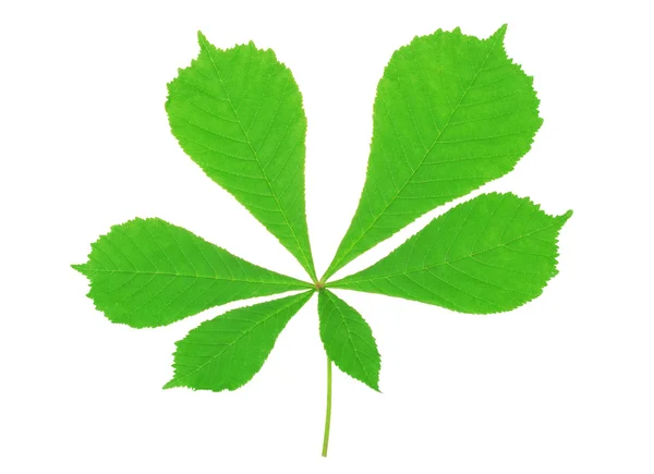 Green chestnut leaf — Stock Photo, Image
