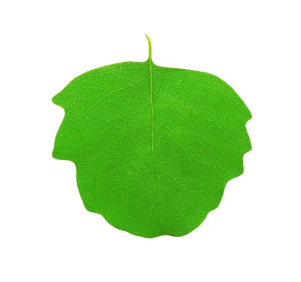 Grönt aspen blad — Stockfoto