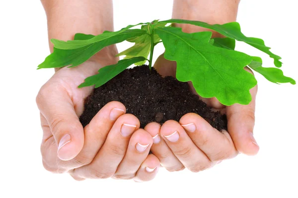 Concept of a young oak tree in woman hands — Stock Photo, Image