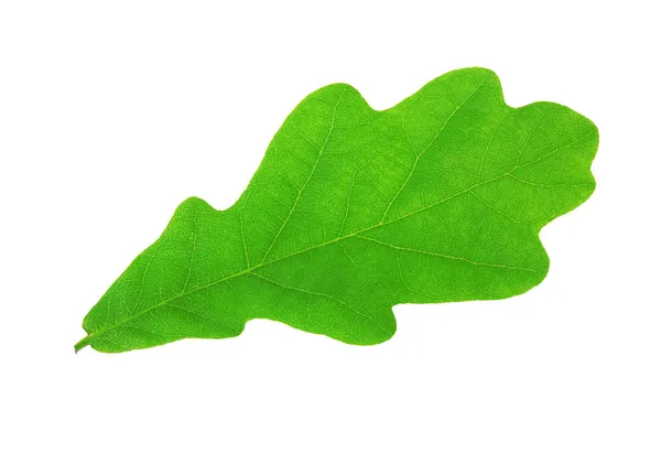 Green oak leaf — Stock Photo, Image