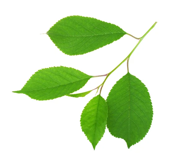 Green cherry leaves — Stock Photo, Image