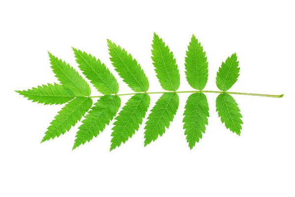 Rowan zelený list — Stock fotografie