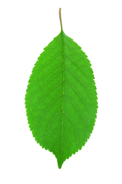 Green cherry leaf Stock Photo