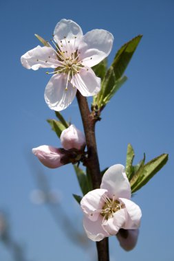 Şeftali çiçekleri