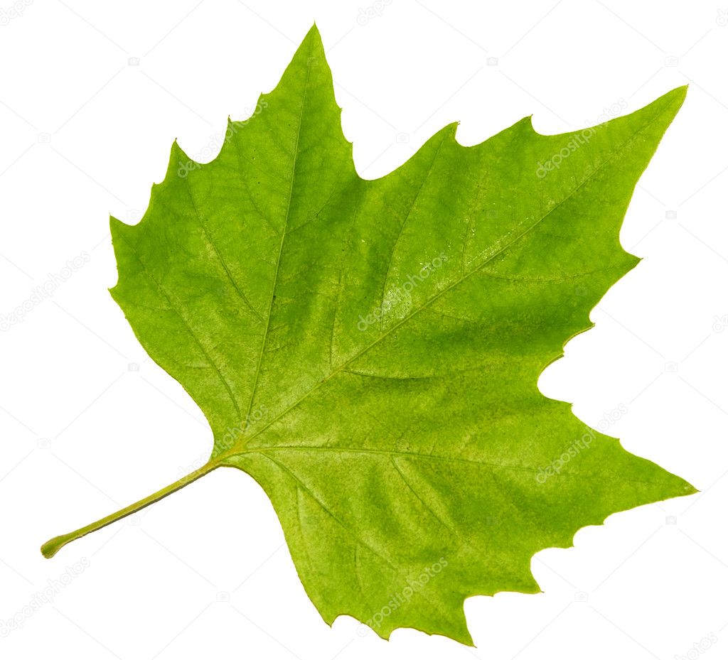 clipart green maple leaf - photo #40