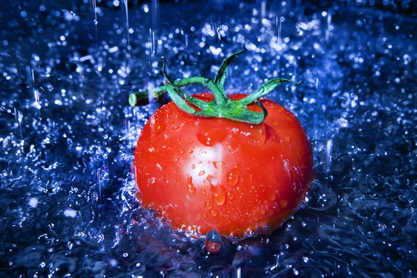 stock image Tomatoes