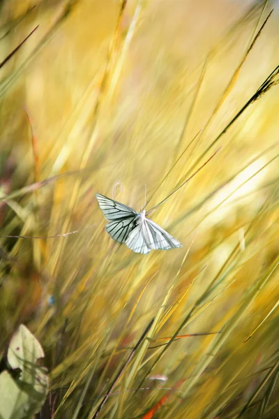 stock image The Small White butterfly.
